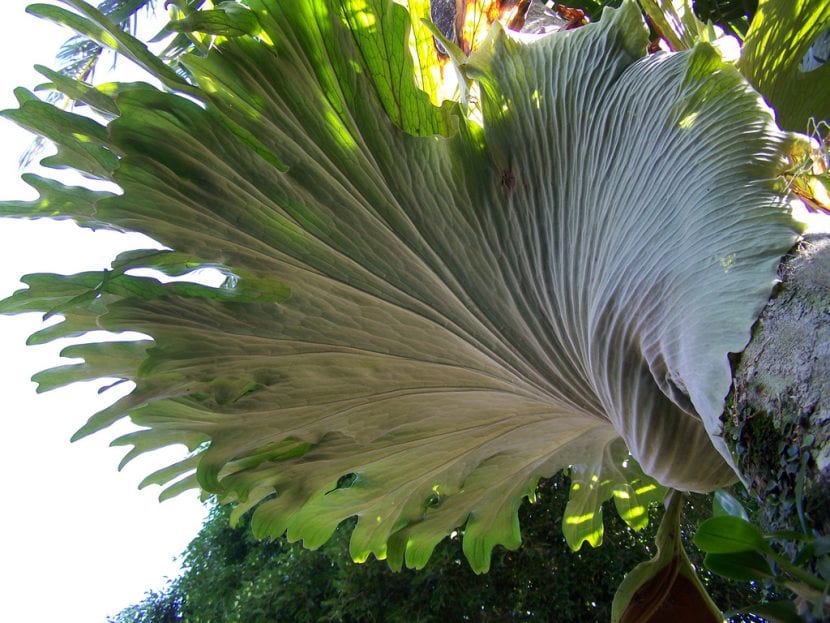 Platycerium montado con sus frondes fértiles colgantes