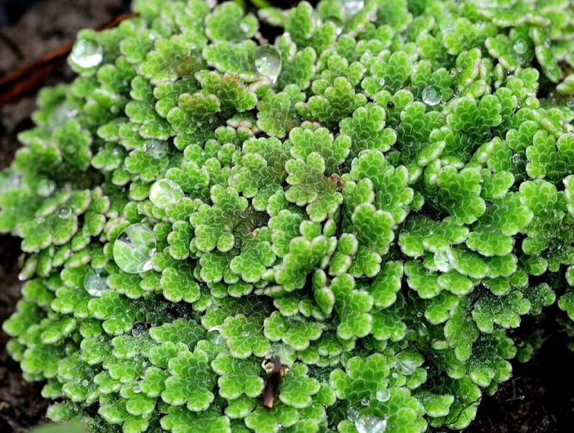 Azolla filiculoides de cerca mostrando las frondas imbricadas