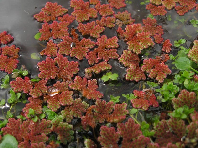 Azolla filiculoides formando manto de diferentes colores sobre el agua