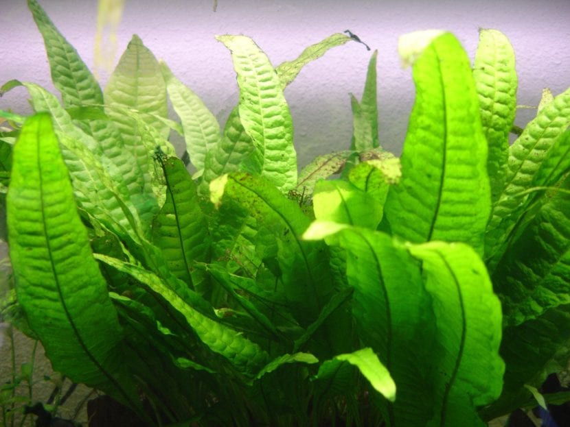 Microsorum pteropus, helecho de Java, en un acuario