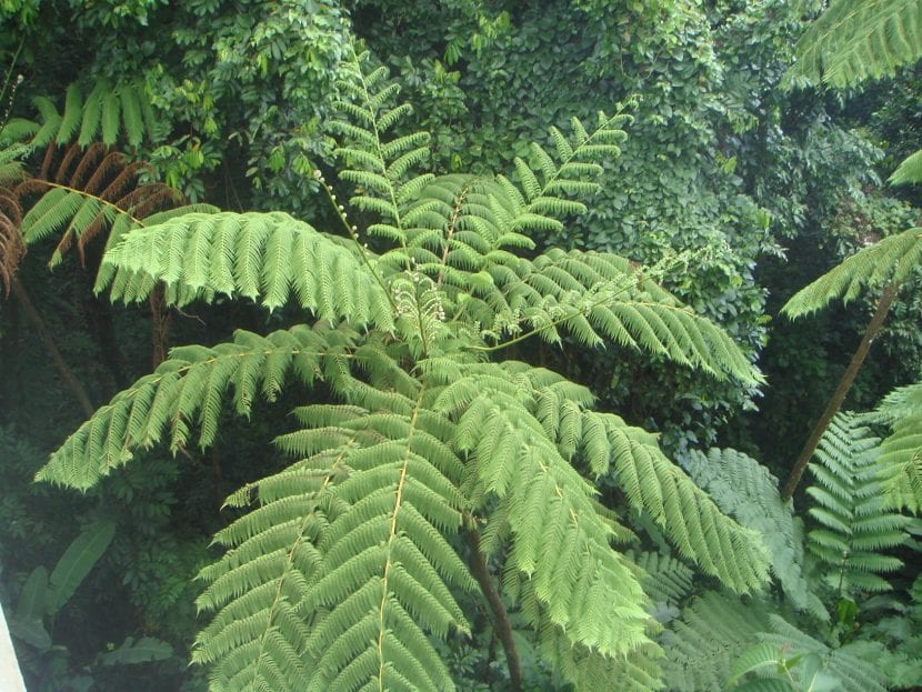 Cyathea arborea, helecho arboreo antillano de gran porte