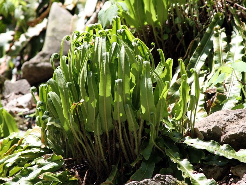 Frondes enteras y acintadas de Asplenium scolopendrium