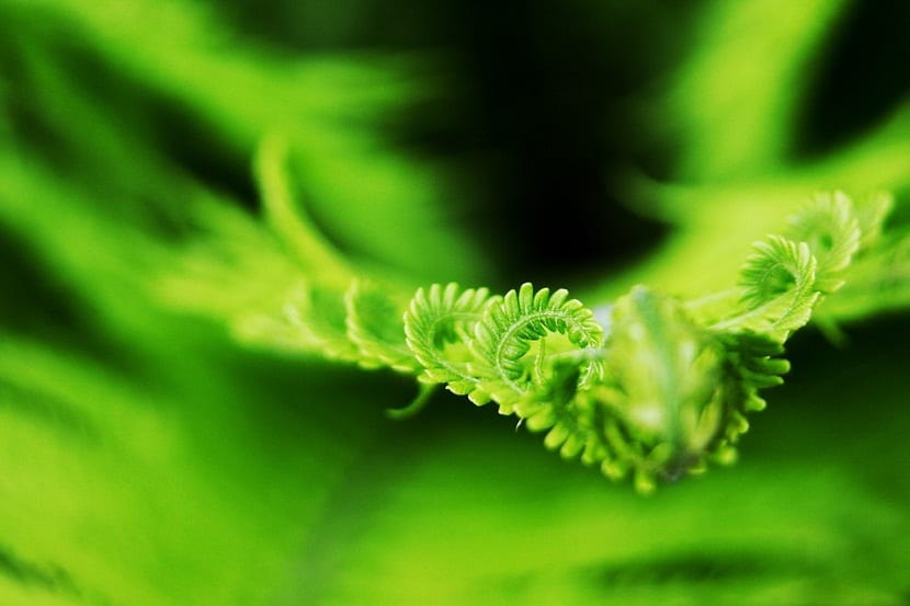 Fronde bipinnada de helecho macho, Dryopteris filix-mas