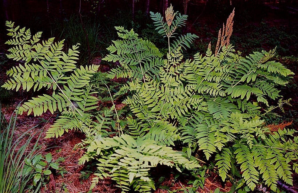Helecho real (Osmunda regalis): el mayor helecho de Europa