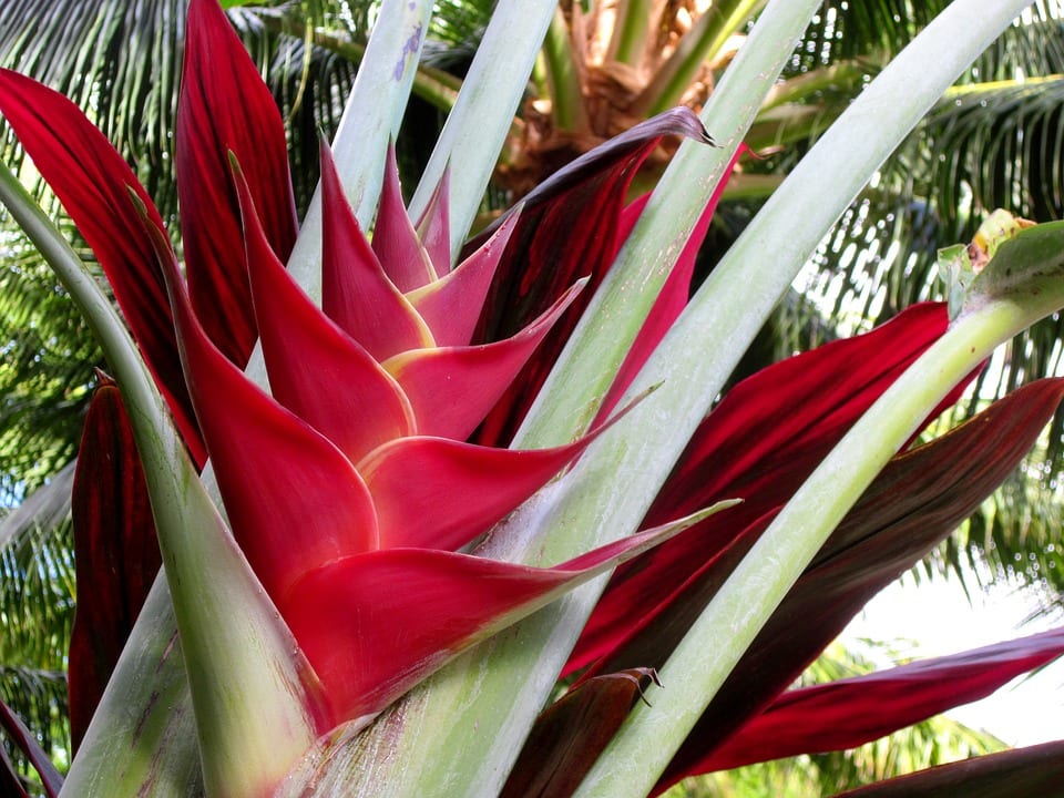 Heliconia: bracteas, colibries y cultivo real en Espana