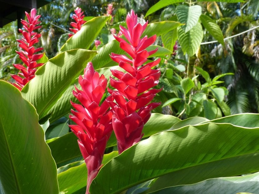 Inflorescencia roja de heliconia con bracteas en zigzag
