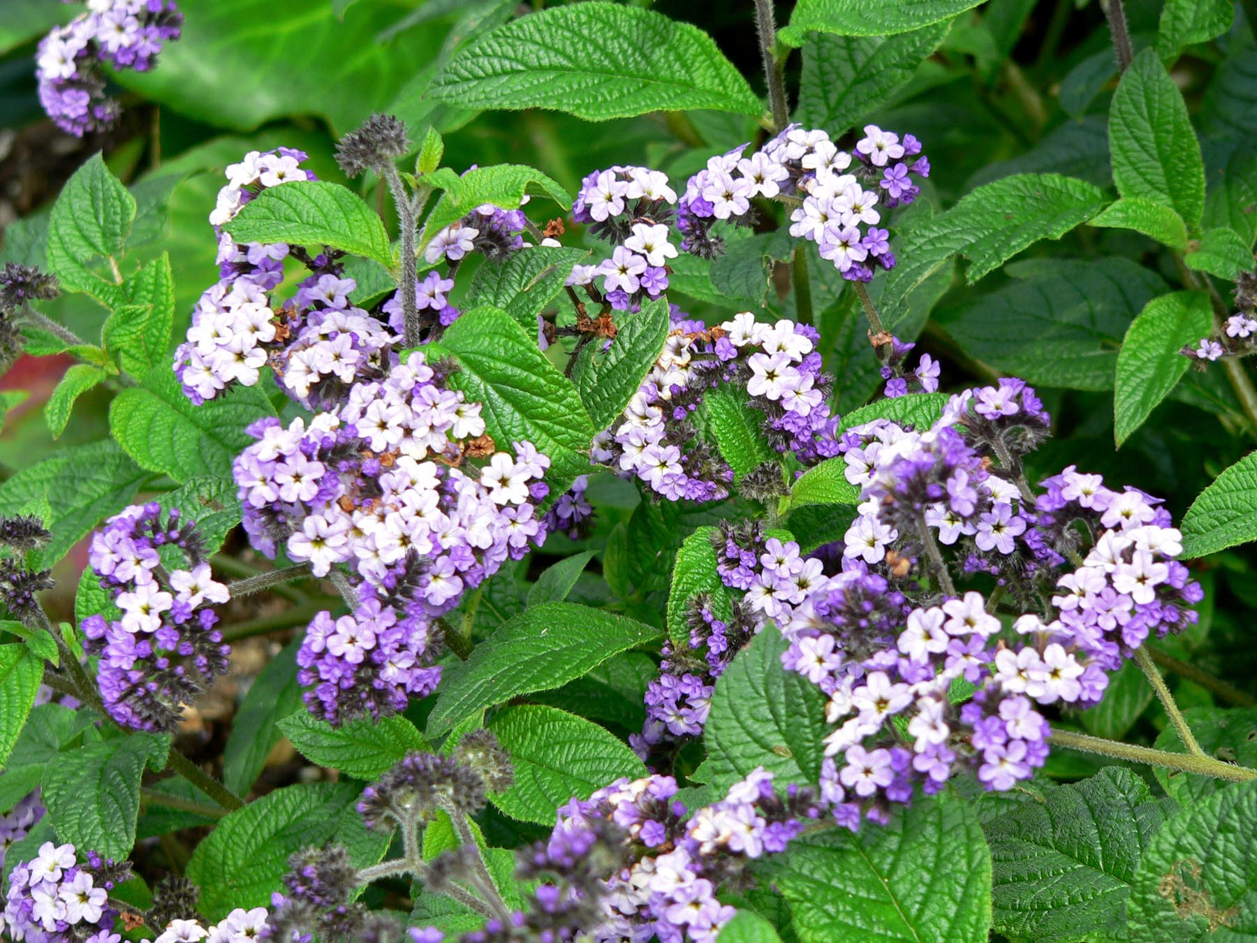 Heliotropo (Heliotropium arborescens): cultivo y toxicidad