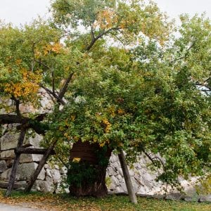 Árbol superviviente en Hiroshima