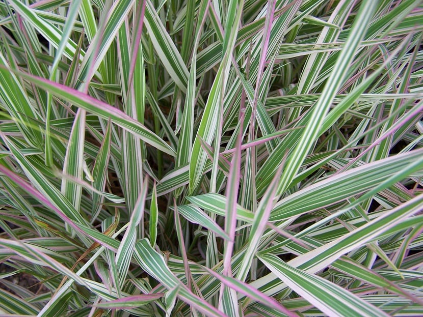 Hojas rayadas de la variedad Picta de Phalaris arundinacea