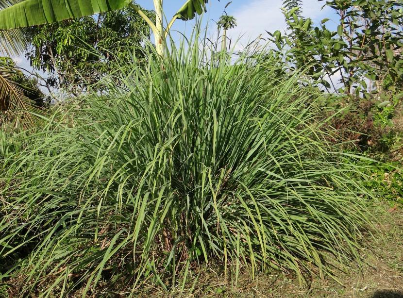 Mata de Cymbopogon con hojas largas y arqueadas
