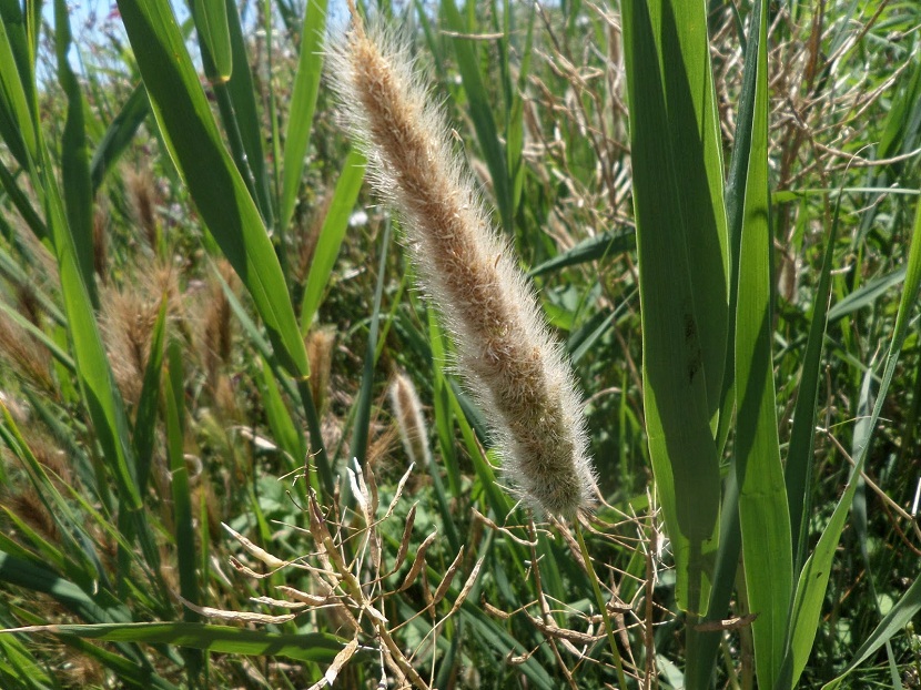 Hierba timotea (Phleum pratense): prado, heno y polen