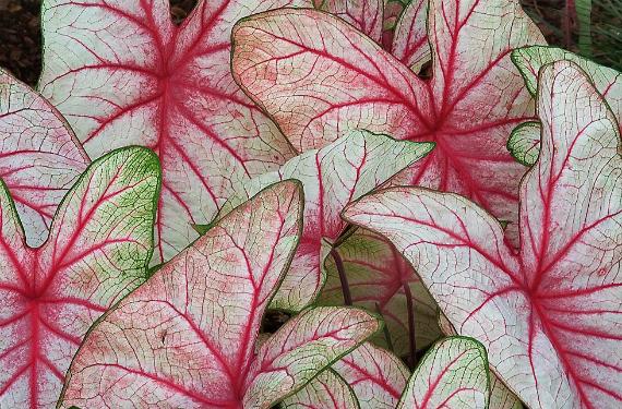Plantas de hojas de colores: cuáles son y cómo cuidarlas