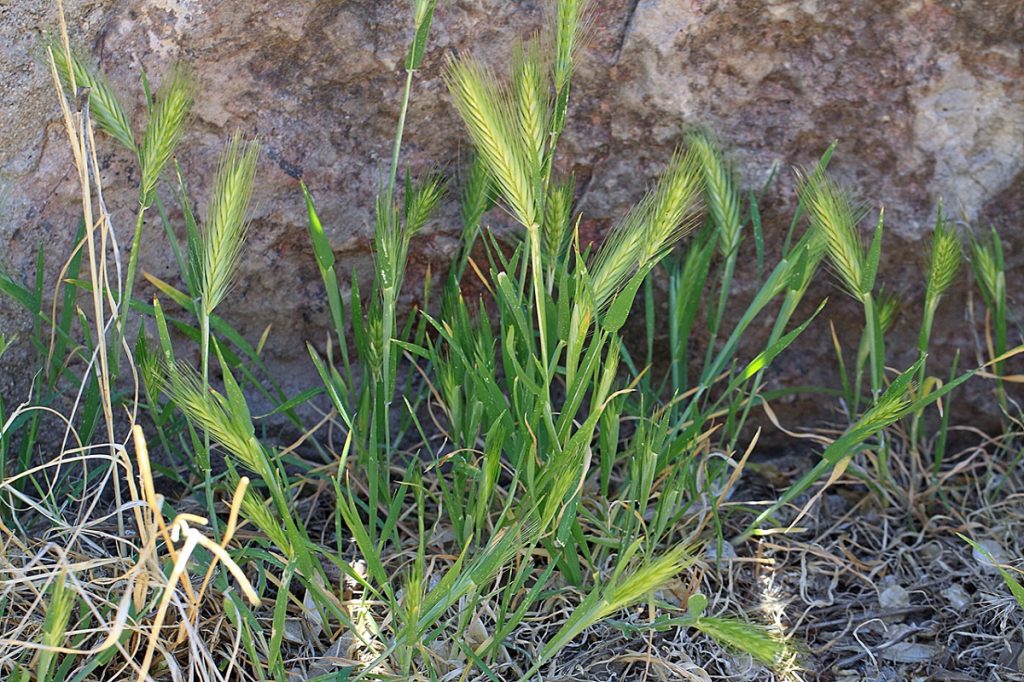 Mata con pequeñas espigas de Hordeum murinum en un borde de camino