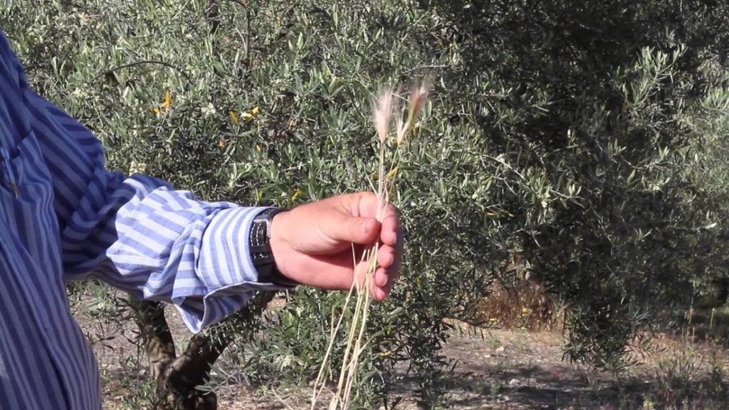 Espigas de cebadilla ratonera Hordeum murinum