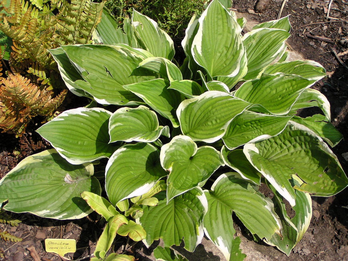 Hosta fortunei: cultivo en sombra, division y babosas