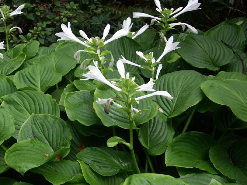 Escapo floral de hosta con flores acampanadas claras
