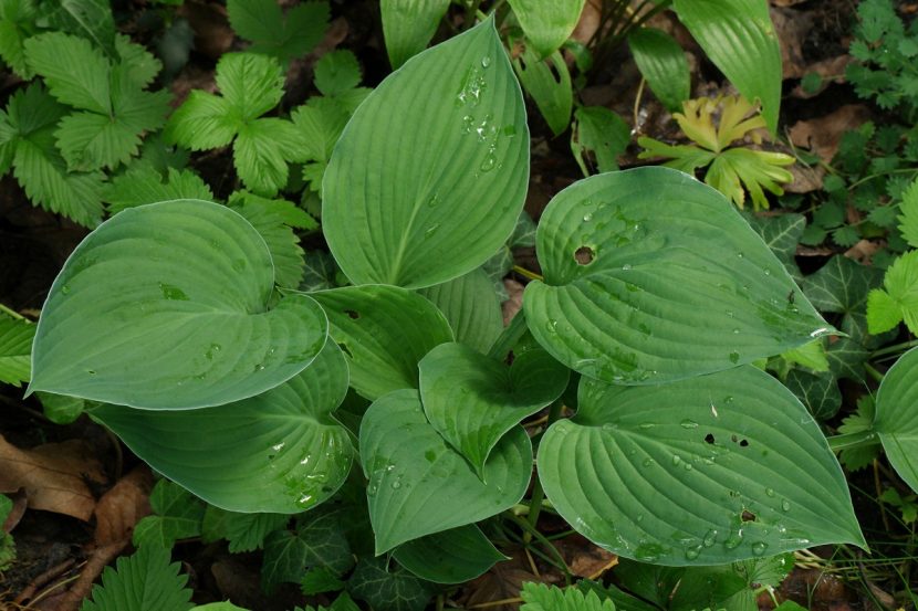 Hojas anchas y nervadas de una hosta cubiertas de rocio