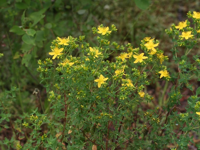 Hypericum perforatum floreciendo en estado natural