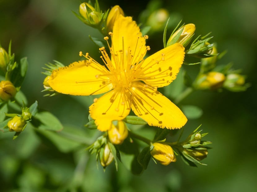 Hipérico (Hypericum perforatum): interacciones y cultivo