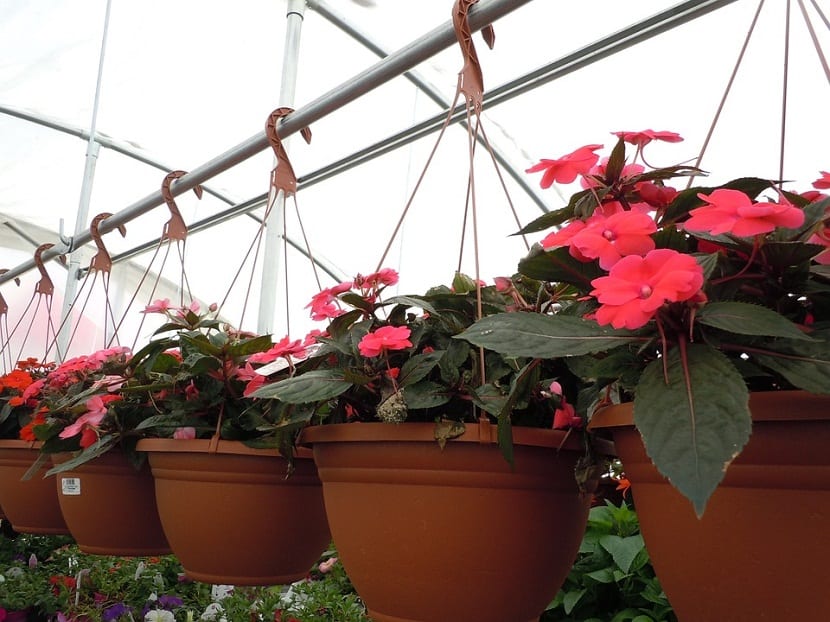 Decorar con plantas colgantes: soportes, anclajes y altura