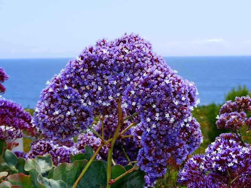 Flores de statice o lavanda de mar