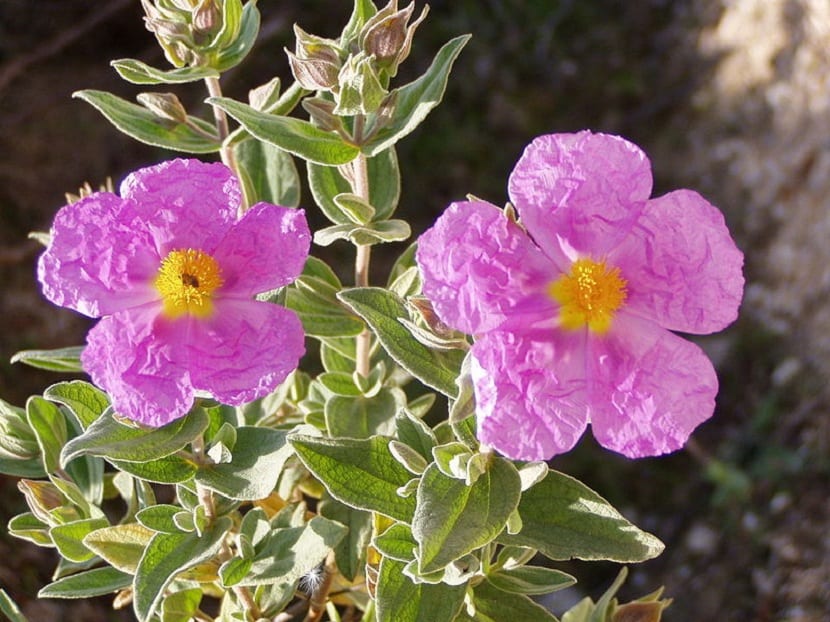 La jara de Cartagena (Cistus heterophyllus carthaginensis)