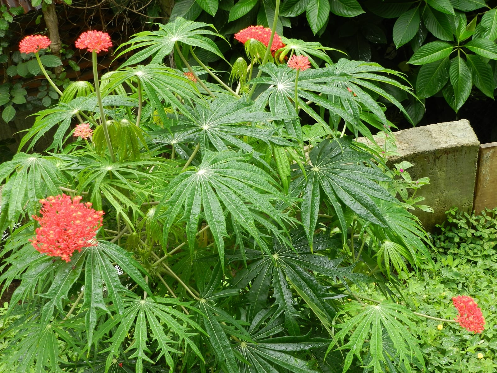 Jatrofa (Jatropha): toxicidad, especies y cuidados