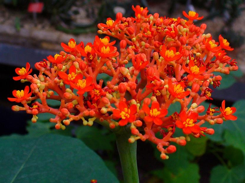 Corimbo de flores rojo coral de Jatropha podagrica