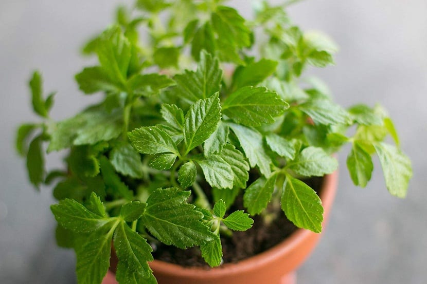 Planta de jiaogulan cultivada en maceta