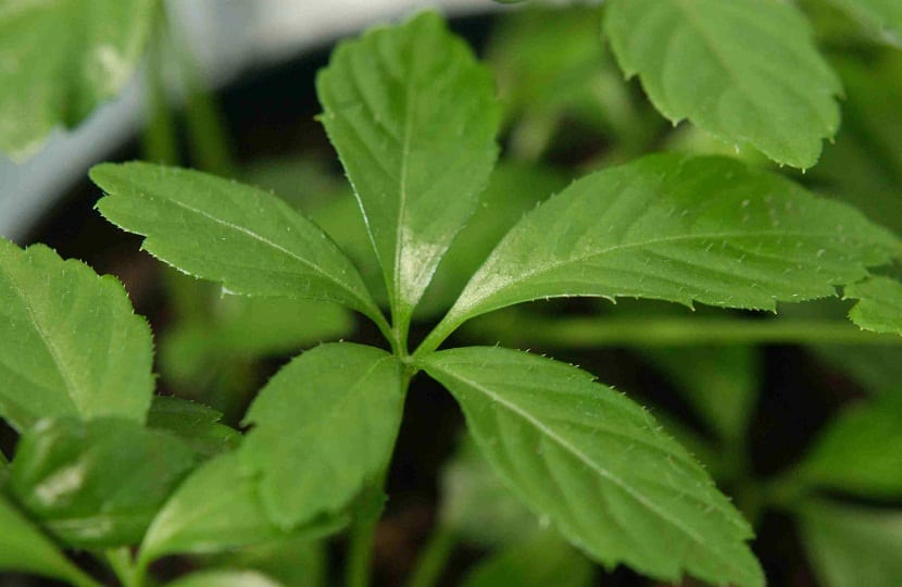 Hoja de jiaogulan de cerca mostrando los cinco folíolos