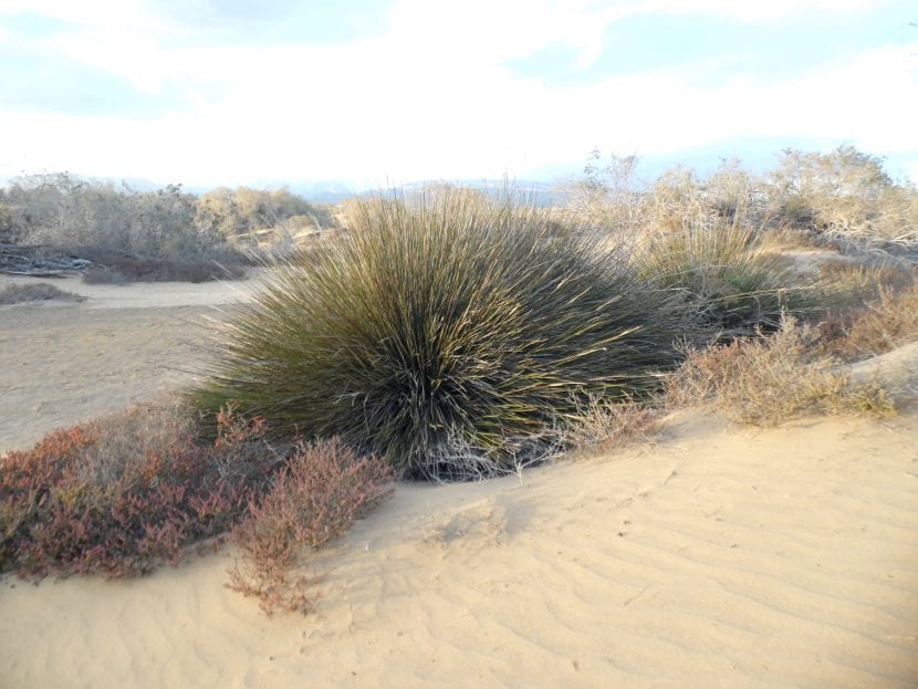 Mata de Juncus acutus creciendo en la arena de una playa