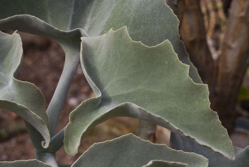 Kalanchoe beharensis: la suculenta de hoja afieltrada