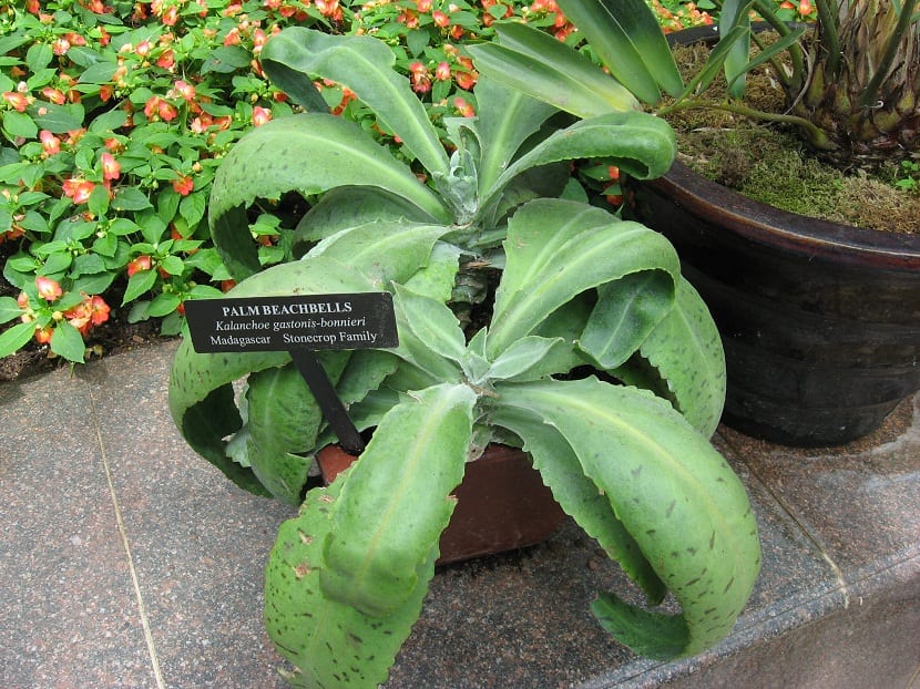 Kalanchoe gastonis-bonnieri: cuidados y advertencias