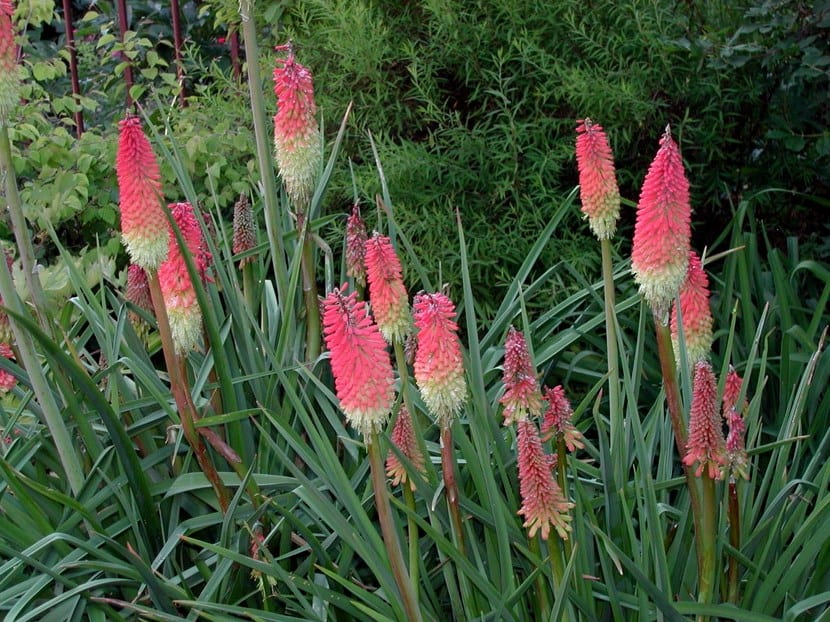 Mata de Kniphofia uvaria con varios escapos florales
