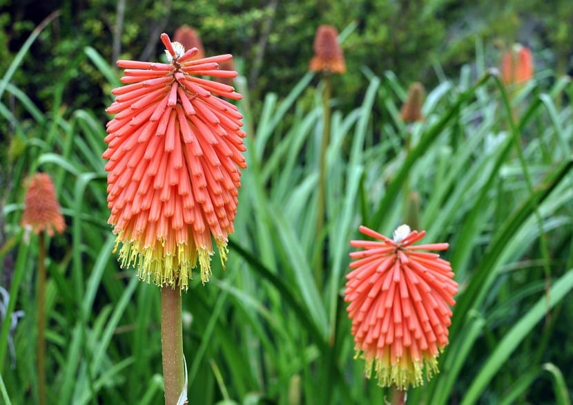 Kniphofia uvaria: el tritoma, su historia y sus híbridos
