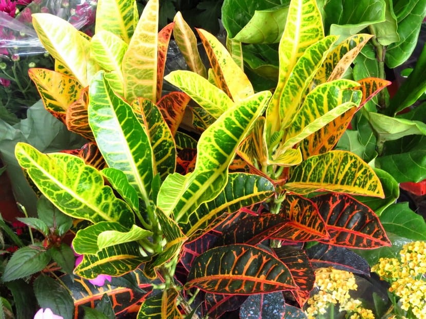 Croton de hojas coloreadas, planta tropical exigente