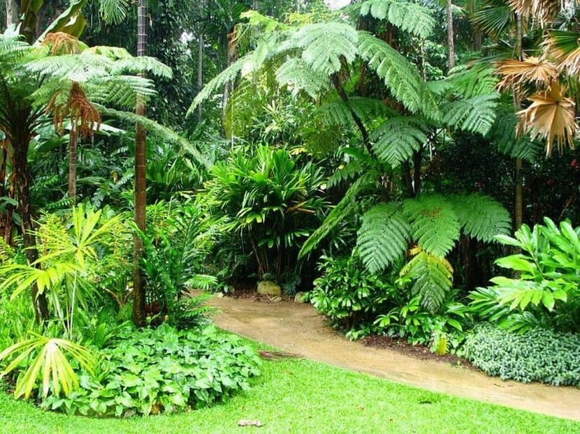 Vegetacion densa de un jardin tropical con follaje de hoja ancha