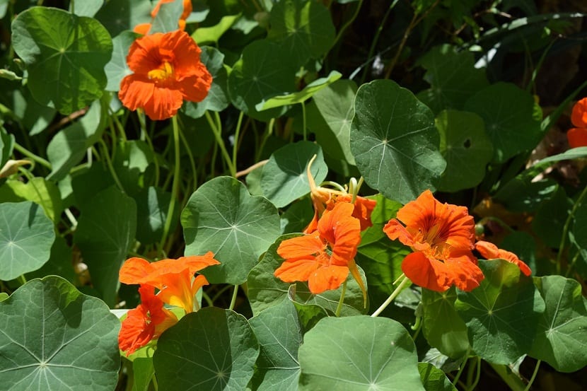 Flores naranjas de capuchina y hojas peltadas