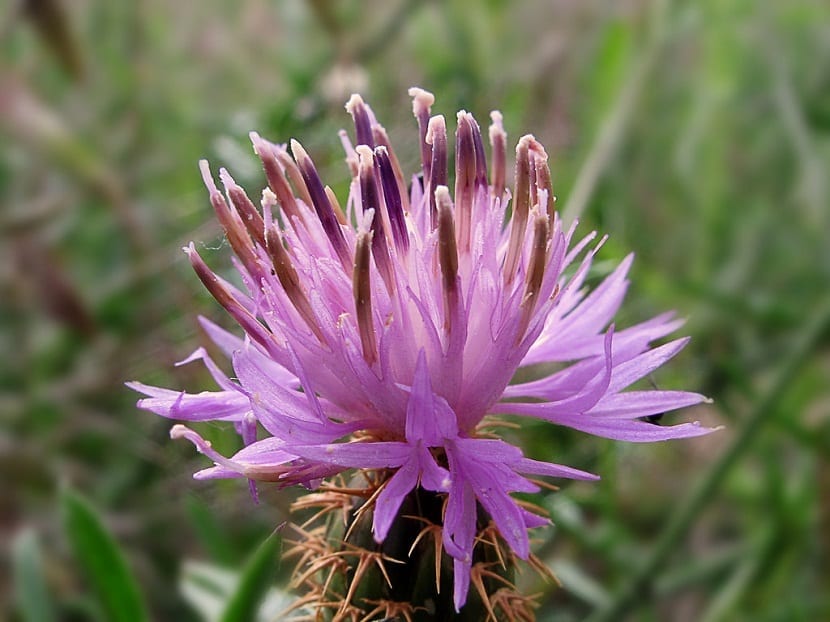 Centaurea aspera (tramaladros): ecología y jardín seco