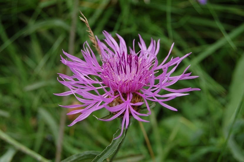 Capítulo rosado de Centaurea aspera visto de cerca
