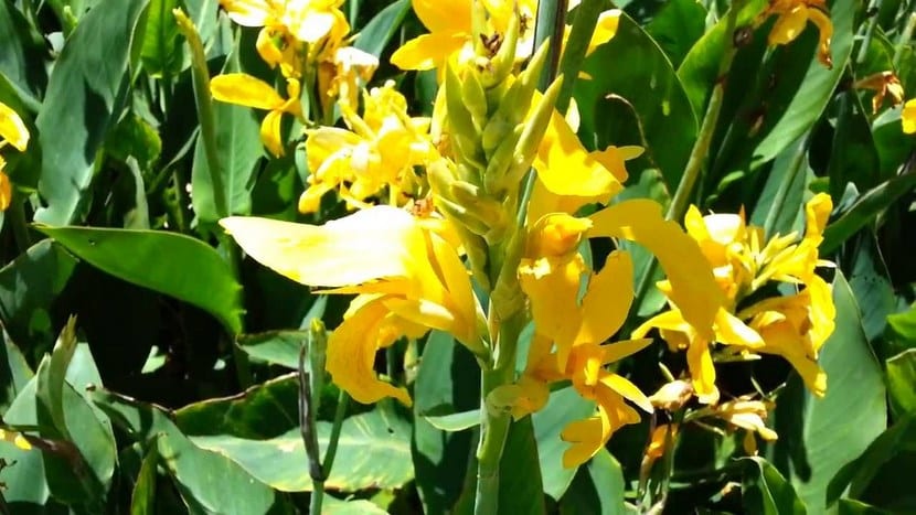 Flores de caña de las Indias en tonos cálidos