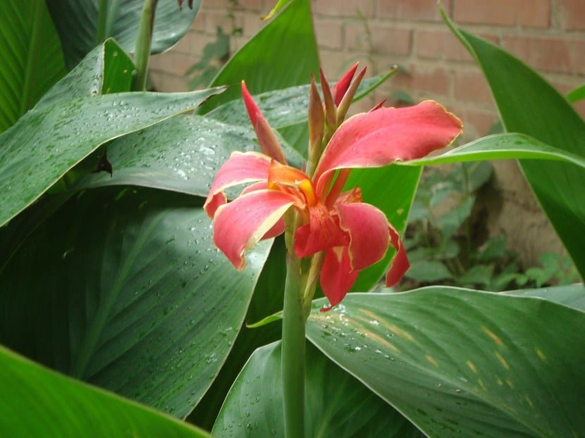 Caña de las Indias: cultivo, riego e invernada del rizoma