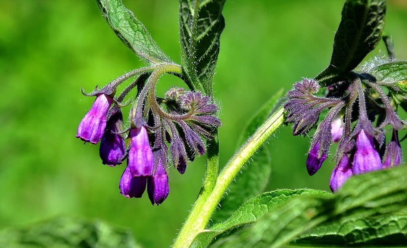 Flores acampanadas y colgantes de la consuelda