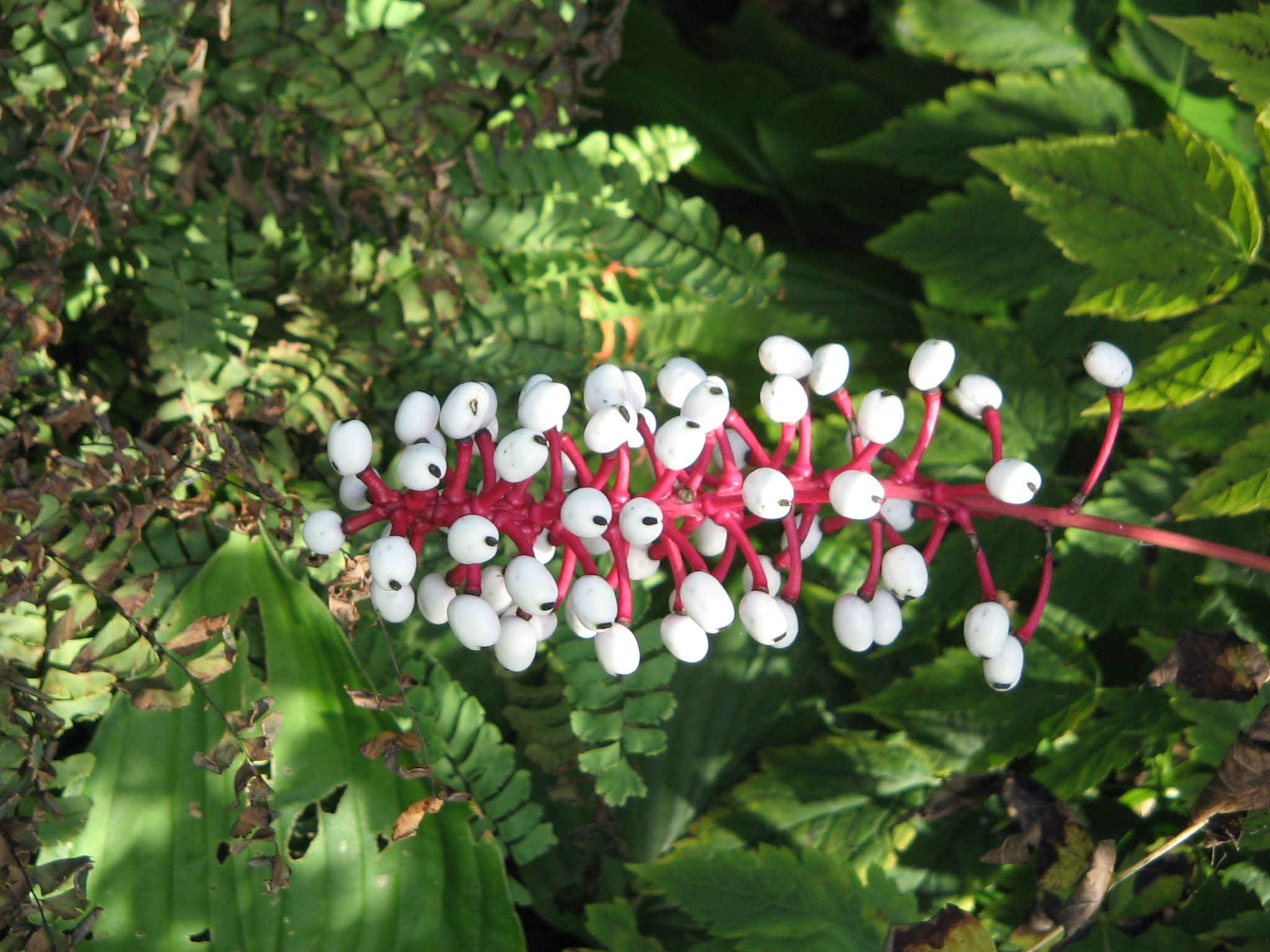 Frutos blancos con punto negro de Actaea pachypoda sobre pedicelos rojos