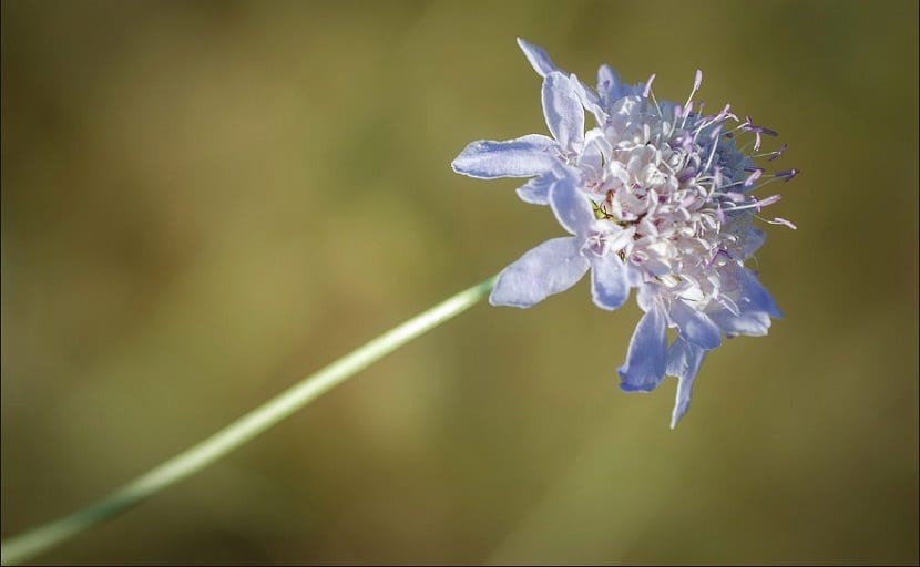 Knautia arvensis: la escabiosa de campo y su pradera