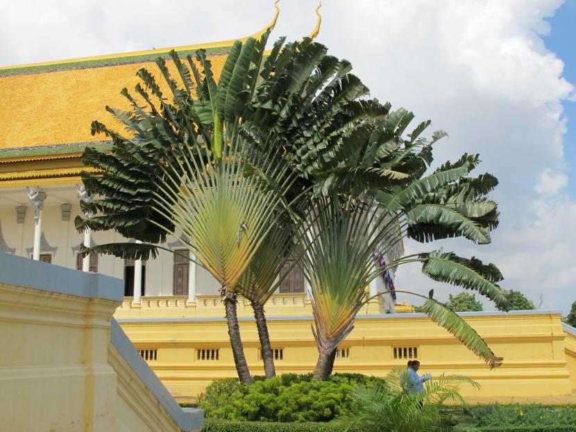 Ravenala madagascariensis con sus hojas dispuestas en abanico