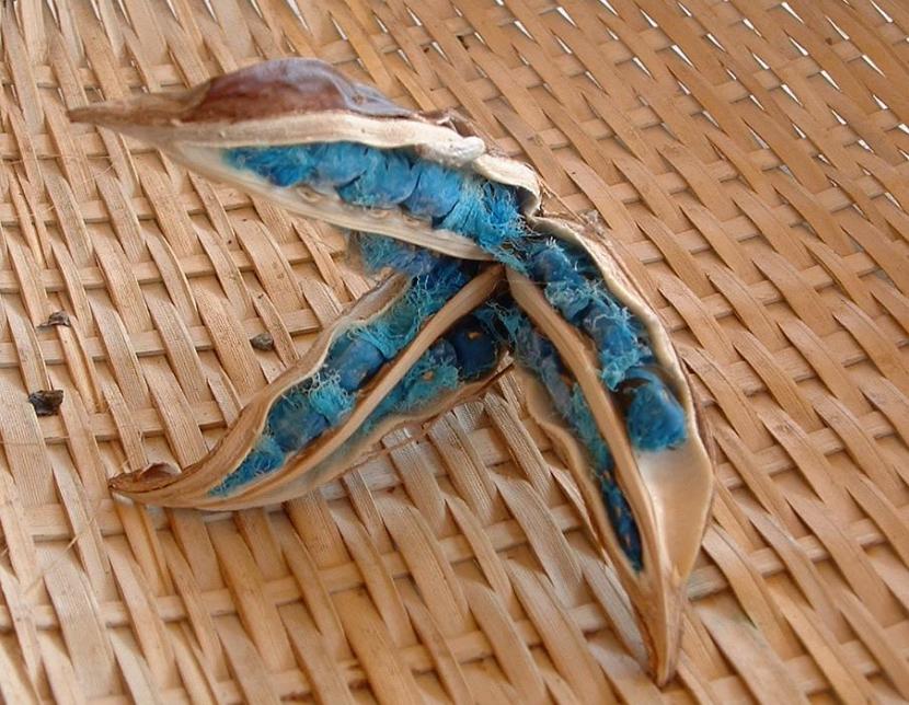 Fruto abierto de Ravenala con semillas de arilo azul