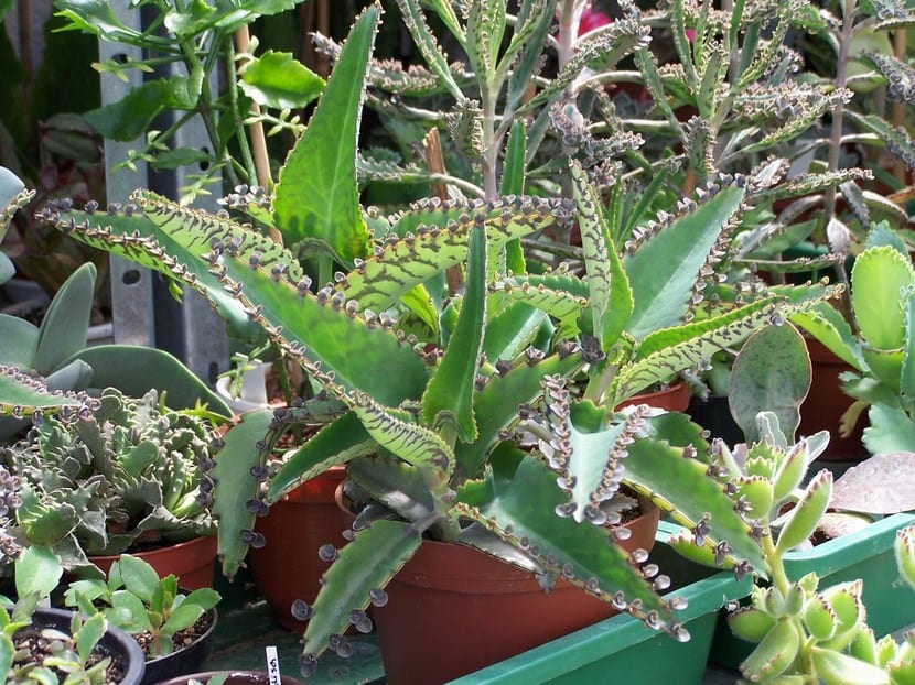Kalanchoe daigremontiana: viviparidad y carácter invasor