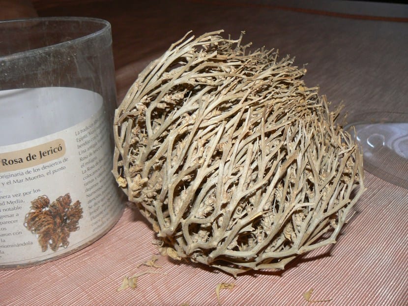 Rosa de Jericó seca y enrollada formando una bola parda