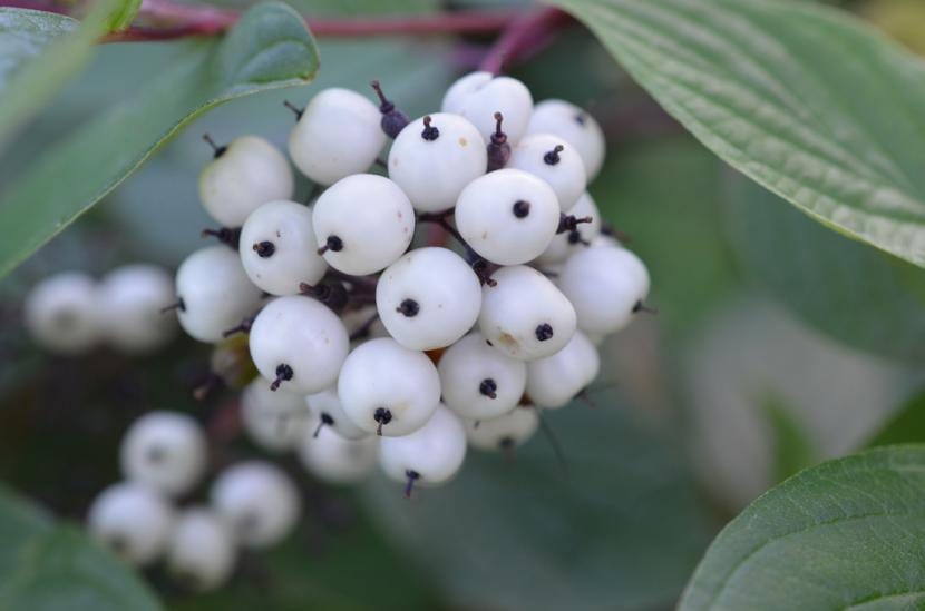 Frutos tóxicos y vistosos en jardines con niños